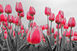 Tulipes-Hollande